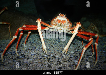 Macrocheira kaempferi crabe araignée japonais prises sur Two Oceans Aquarium, Cape Town, Afrique du Sud Banque D'Images