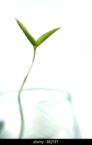 Au début de soja, plante poussant dans un verre, sur fond blanc Banque D'Images