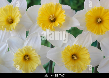 Narcissus 'Ice Follies' (Jonquille) Div.2 Grand-rondelles Banque D'Images