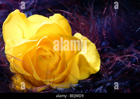 Plus de fleur rose jaune violet et rose en plumes fond sombre Banque D'Images