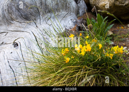 Fleurs alpines et noueuses de l'arbre de l'écorce Banque D'Images