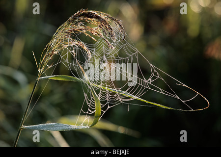Spider web dans roseau commun capitule (Phragmites australis), Belgique Banque D'Images