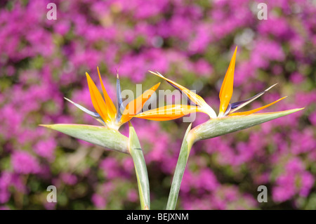 Strelitzia ou oiseau de paradis Banque D'Images