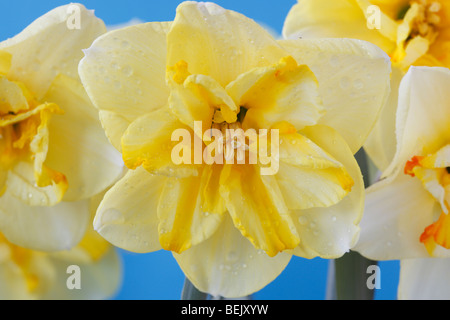 Narcissus 'Lemon Beauty' (Jonquille) Div.11b Split-corona Papillon Banque D'Images