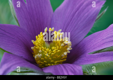 Pulsatilla vulgaris anémone pulsatille (AGA) Banque D'Images