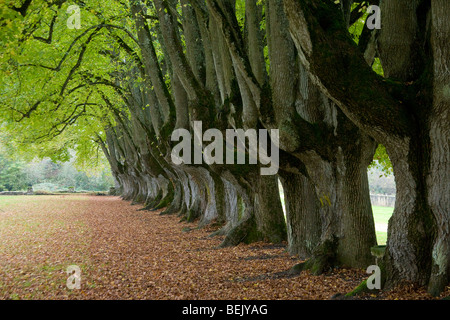 Rangée de petites feuilles de tilleuls (Tilia cordata) dans le jardin de l'abbaye cistercienne de Noirlac, France Banque D'Images