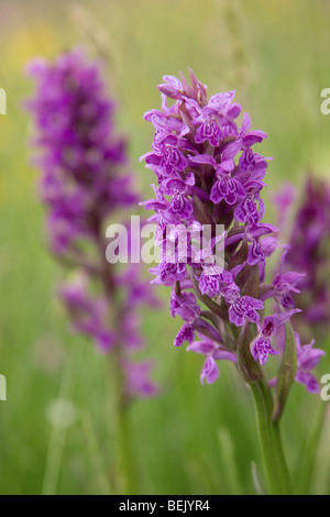 Western marsh orchid à larges feuilles / marsh orchid / fan / orchidée orchidée marais commun / Marais irlandais de l'ouest (Dactylorhiza majalis) Banque D'Images