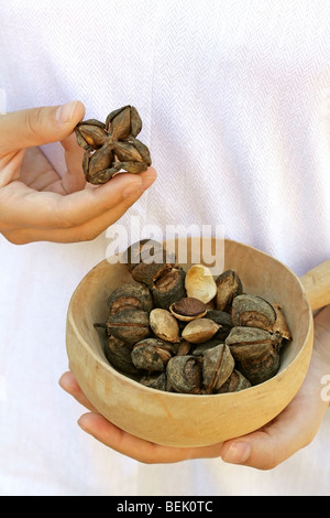 Les écrous (sacha inchi (Plukenetia volubilis) Banque D'Images