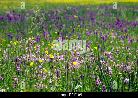 Prairie avec Ragged robin (Lychnis flos-cuculi) et irlandais marsh orchid (Dactylorhiza majalis) Banque D'Images