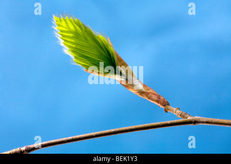 Feuille d'hêtre européen (Fagus sylvatica) émergeant de bud au printemps against a blue sky Banque D'Images