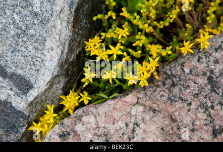 Sedum acre entre les roches en fleurs Banque D'Images