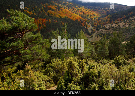 Le contraste de l'automne dans le Parc Naturel de la Sierra de Cebollera Banque D'Images