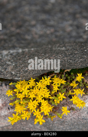 Sedum Acre stonecrop se bloquant dans une fissure entre les roches , Finlande Banque D'Images