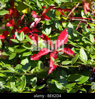 Les feuilles d'automne shot libre. Or rouge vert jaune orange. Couleur Couleur coloré feuilles éclatantes de l'automne. Banque D'Images