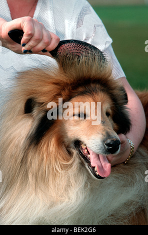 Femme manteau de brossage de Rough Collie / Long-Haired Collie, UK Banque D'Images