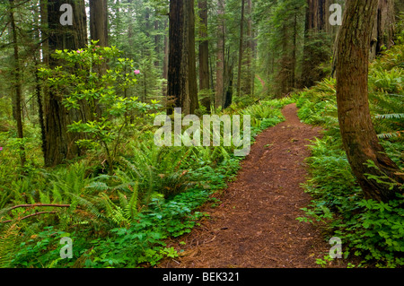 Sentier à travers bois rouge arbres et forêt, Del Norte Coast Redwood State Park, Californie Banque D'Images