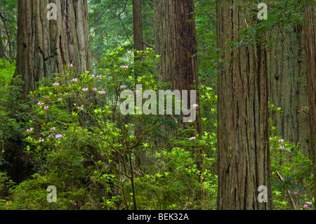 Rhododendrons sauvages fleurissent en Forêt de Redwood tree, Del Norte Coast Redwood State Park, Californie Banque D'Images