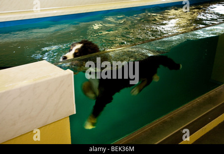 Réhabilitation des Bernois en natation dans l'eau la pratique de l'hydrothérapie canine après une blessure Banque D'Images