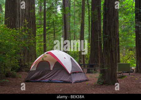 Camping camping en tente à Redwood Forest, Jedediah Smith Redwoods State Park, Californie Banque D'Images