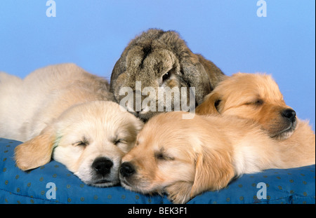 Cute chiots Golden Retriever avec couchage grand lapin Banque D'Images