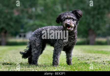 Pumi, chien de berger hongrois / berger in garden Banque D'Images