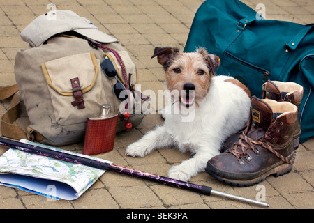 Chien Jack Russell Terrier patient attend patiemment entre les chaussures de marche et sac à dos pour son propriétaire de faire une promenade Banque D'Images