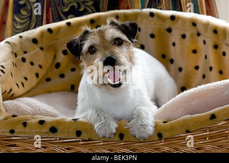 Jack Russell Terrier dog resting in animal panier de couchage Banque D'Images