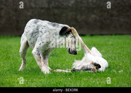 Deux mongrels playing in garden Banque D'Images