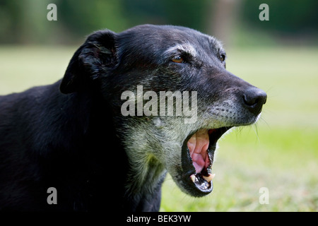 Close-up of howling mongrel montrant la bouche ouverte dans le jardin Banque D'Images