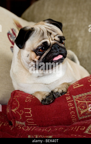 Portrait of pug chinois / Dutch chien de mastiff assis dans la salle de séjour Banque D'Images