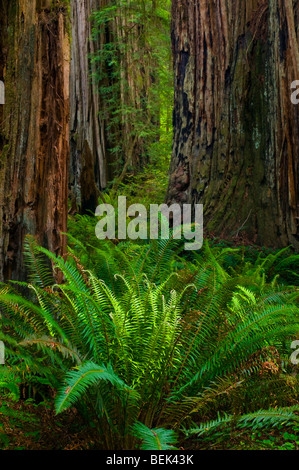 Les fougères et les arbres dans la Forêt de Redwood Grove Stout, Jedediah Smith Redwoods State Park, Californie Banque D'Images