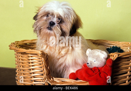 Cute Shih Tzu de shih-tzu / chien assis dans le panier avec des jouets pour animaux Banque D'Images