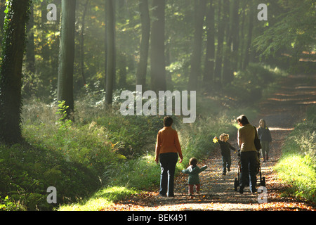 Les poussettes marche dans forêt de hêtres (Fagus sylvatica) dans l'avenue le matin, Geraardsbergen, Belgique Banque D'Images