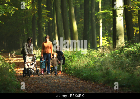 Les poussettes marche dans forêt de hêtres (Fagus sylvatica) dans l'avenue le matin, Geraardsbergen, Belgique Banque D'Images