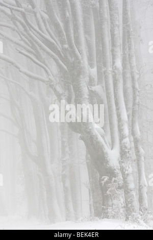 La neige a couvert forêt de hêtres (Fagus sylvatica) dans le brouillard en hiver, France Banque D'Images