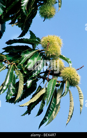 Sweet Chestnut / Marron (Castanea sativa) montrant les feuilles et les enveloppes contenant des noix Banque D'Images