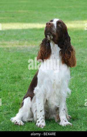 English springer spaniel portrait dans le jardin Banque D'Images