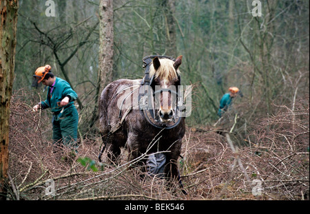 Tronc d'arbre forestier faisant glisser / Se connecter à partir de la forêt avec des chevaux de trait belge Brabant / cheval lourd (Equus caballus), Belgique Banque D'Images