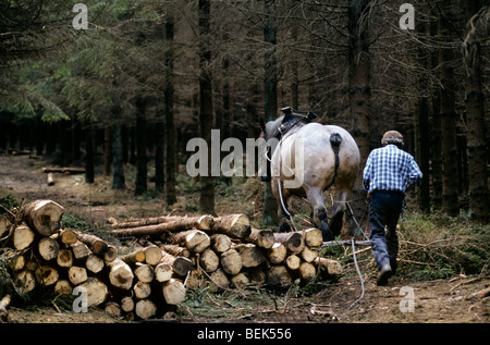 Tronc d'arbre forestier faisant glisser / Se connecter à partir de la forêt avec des chevaux de trait belge Brabant / cheval lourd (Equus caballus), Belgique Banque D'Images