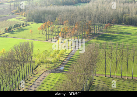 Paysage avec des prairies, des champs et les peupliers (Populus sp.) à l'automne de l'air, Belgique Banque D'Images