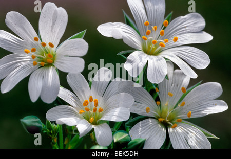 Mouron des champs en fleurs (Cerastium arvense), Europe Banque D'Images