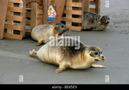 Libération de jeunes phoques communs (Phoca vitulina) sur le sable-Banque mondiale, les Pays-Bas Banque D'Images