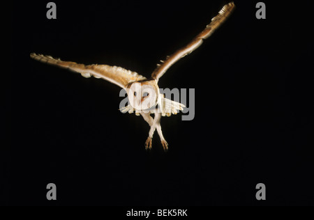 Commune de chasse Effraie des clochers (Tyto alba) en vol de nuit Banque D'Images