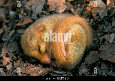 Loir commun / Muscardinus avellanarius hazel (Vanessa cardui) dormant dans la litière à même le sol forestier au cours de l'hibernation en hiver Banque D'Images