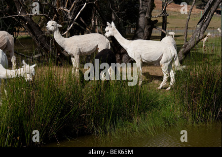 Les ALPACAS, Tasmanie, Australie Banque D'Images