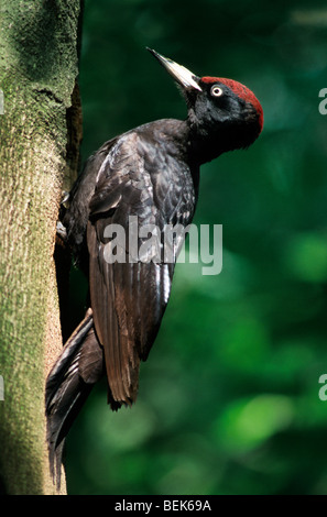Pic noir (Dryocopus martius) marteler sur tronc d'arbre, Belgique Banque D'Images