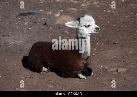 Veau d'alpaga, Tasmanie, Australie Banque D'Images