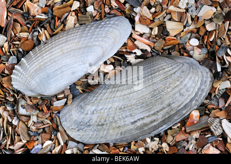 Pre Piddock blanc (Barnea candida) shells on beach, Belgique Banque D'Images