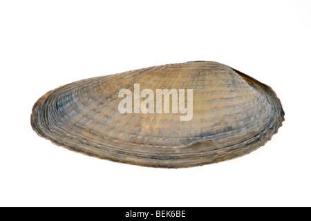 Pre Piddock blanc (Barnea candida), Belgique Banque D'Images