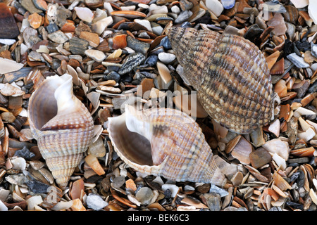 Filet pourpre (Nassarius reticulatus / Hinia reticulata) sur plage, Belgique Banque D'Images